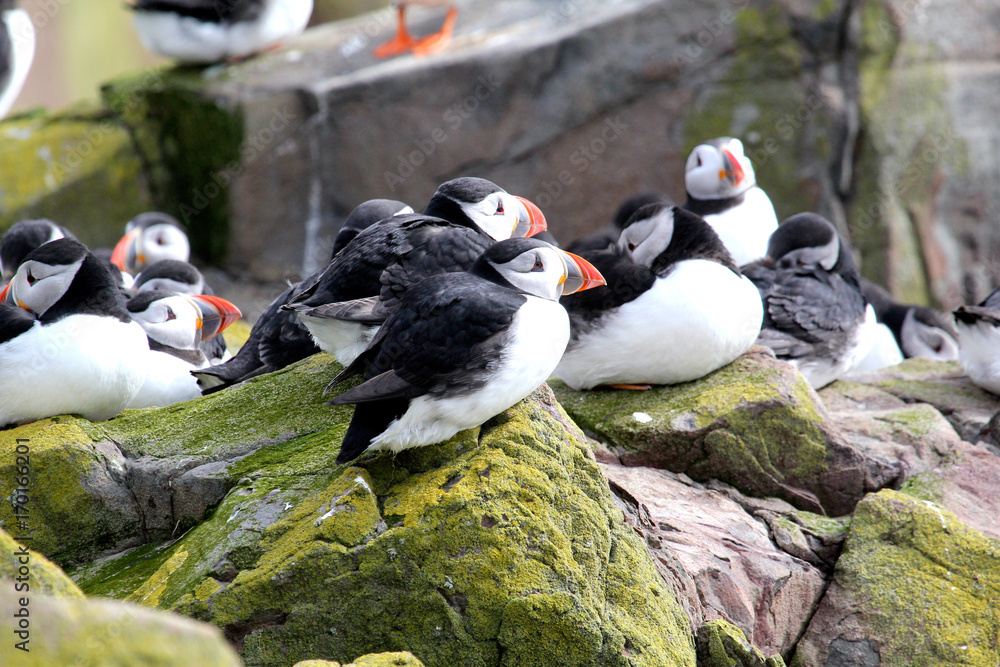 Fototapeta premium Puffins come to nest and have their young on The Farne Islands, Northumberland, England