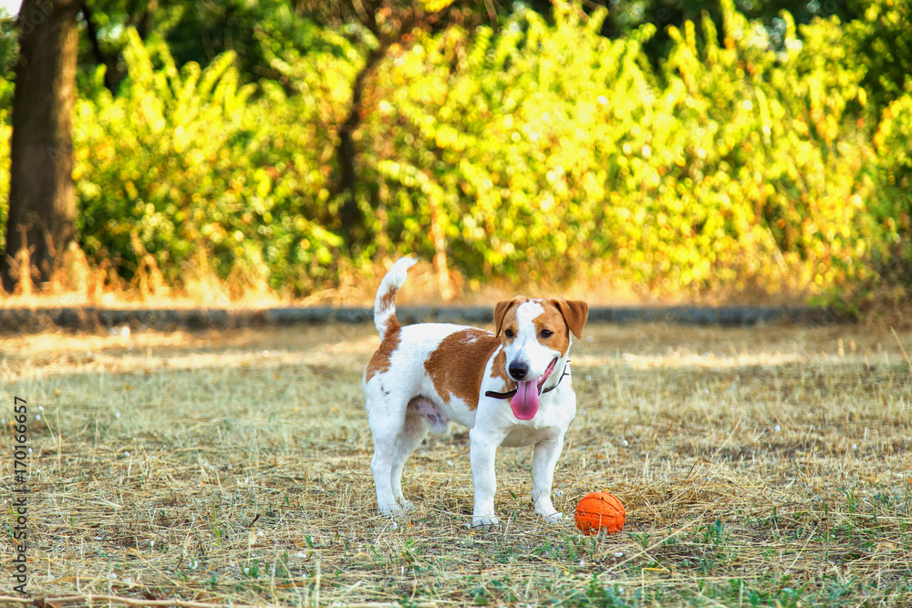 A beagle dog stands on the grass A beagle dog stands on the grass