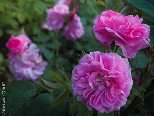 Varietal roses. Commercial cultivation of flowers for bouquets. Fragrant rose.  