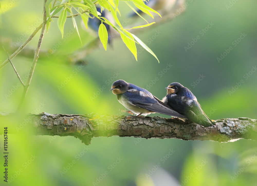 two little birds swallows sitting on a branch over a pond on a summer day two little birds swallows sitting on a branch over a pond on a summer day