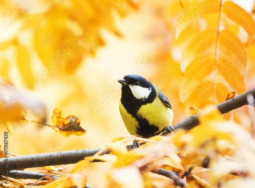 little bird sitting in autumn Park on a background of Golden foliage