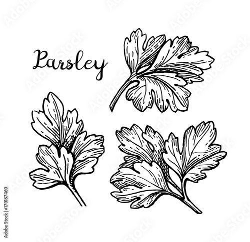 Parsley ink sketch