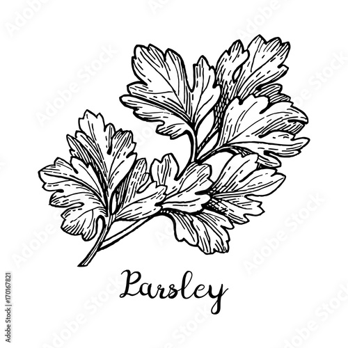 Parsley ink sketch