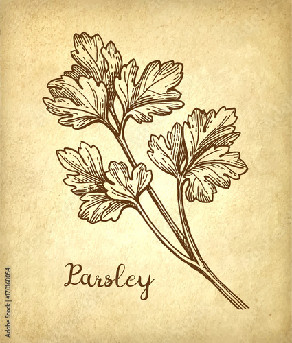 Parsley ink sketch