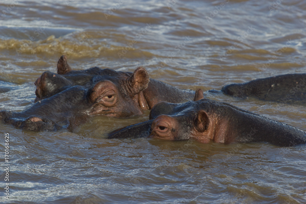 Le regard du rhinocéros Le regard du rhinocéros