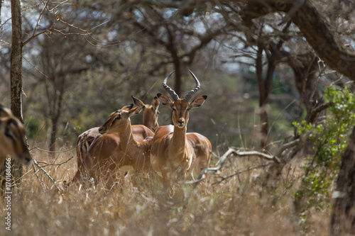 Famille d impala