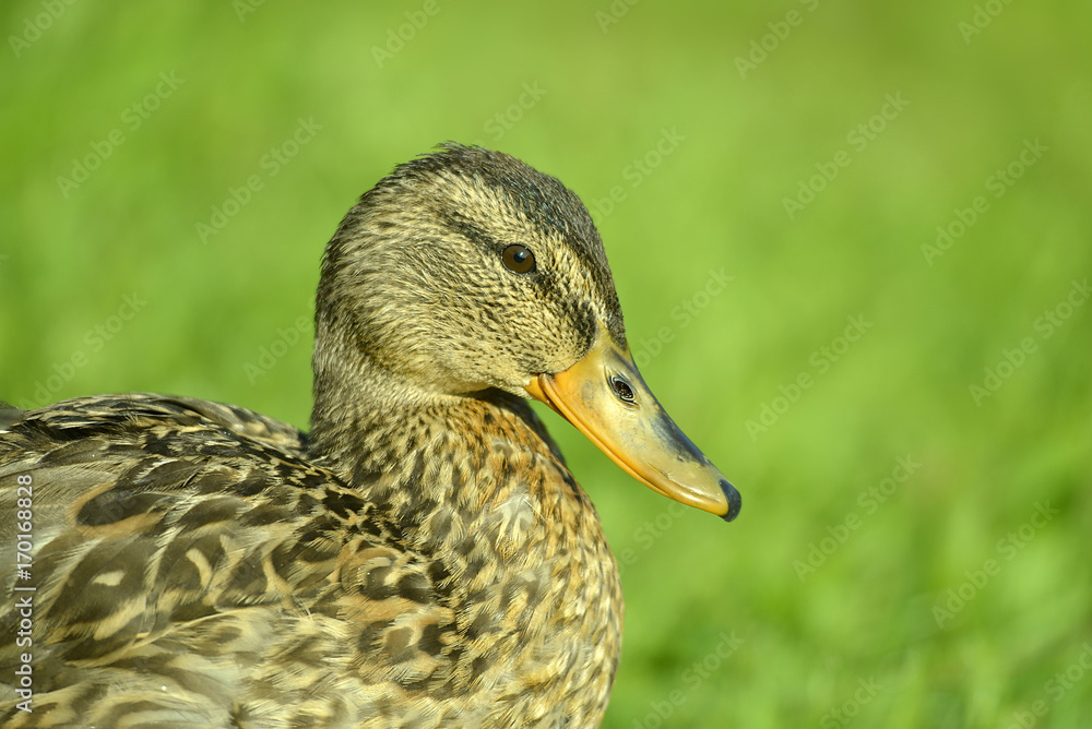 Portrait einer Ente