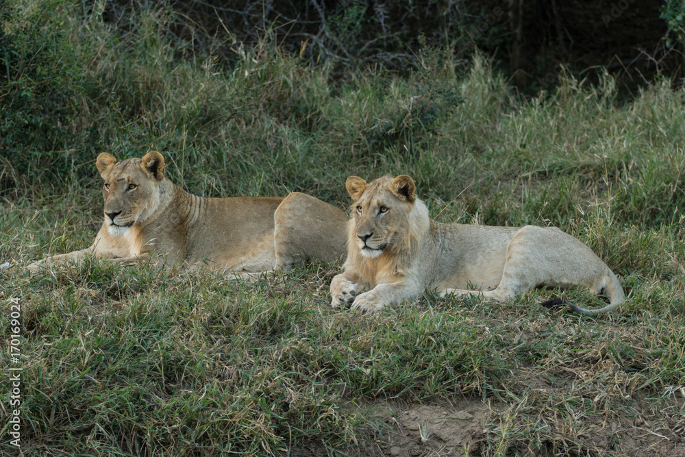 Couple de lions au repos