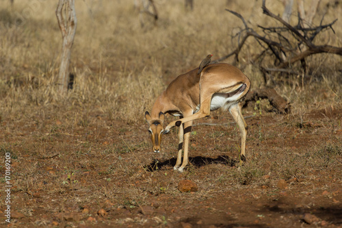 Impala