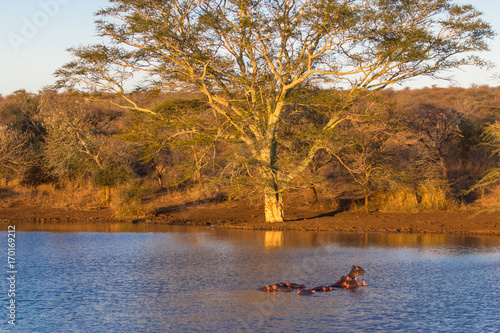 Le repos du Rhinocéros