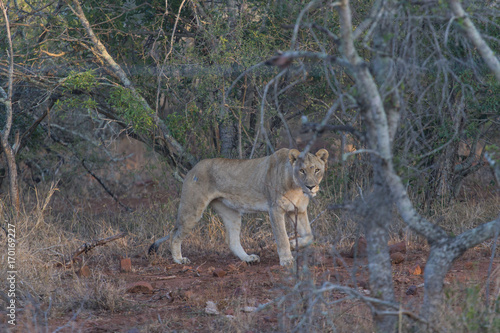 Lion en chasse