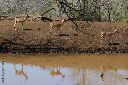 Les impalas de sorties
