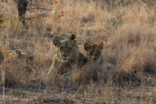 Lions family