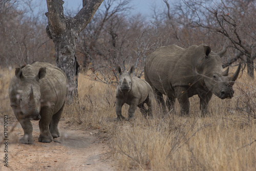 La balade des rhinocéros