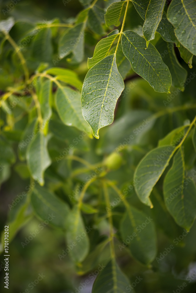 Branch with green leaves in the rain. Branch with green leaves in the rain.