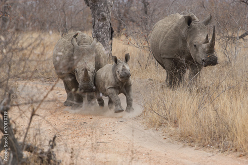 Famille rhinocéros en balade