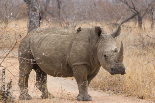 La marche du Rhinocéros