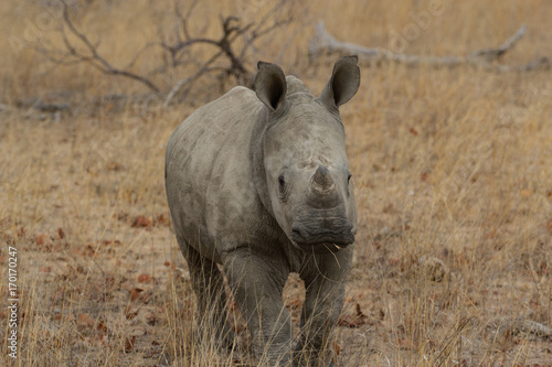 Rhinocéros Baby