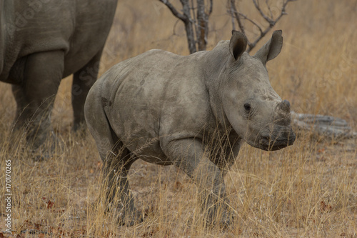 Bébé Rhinocéros