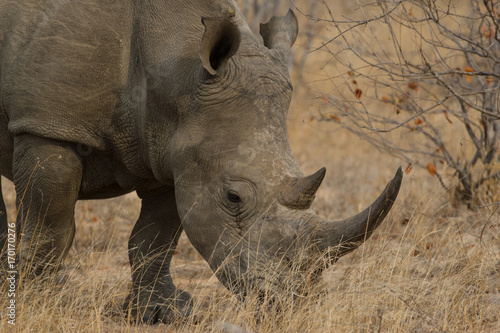 Rhinocéros en Afrique du Sud