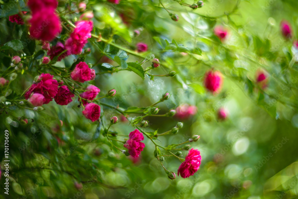 Romantic red roses on a bush in garden nature background. Romantic red roses on a bush in garden nature background.