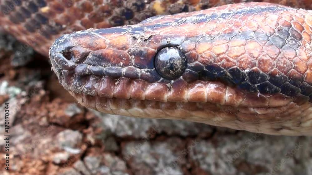 Snake video, red head snake, close up, reptile Snake video, red head snake, close up, reptile