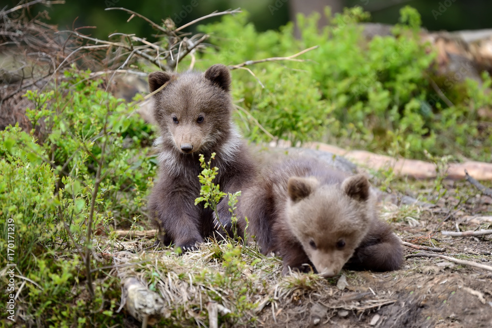 Young brown bear in the forest Young brown bear in the forest