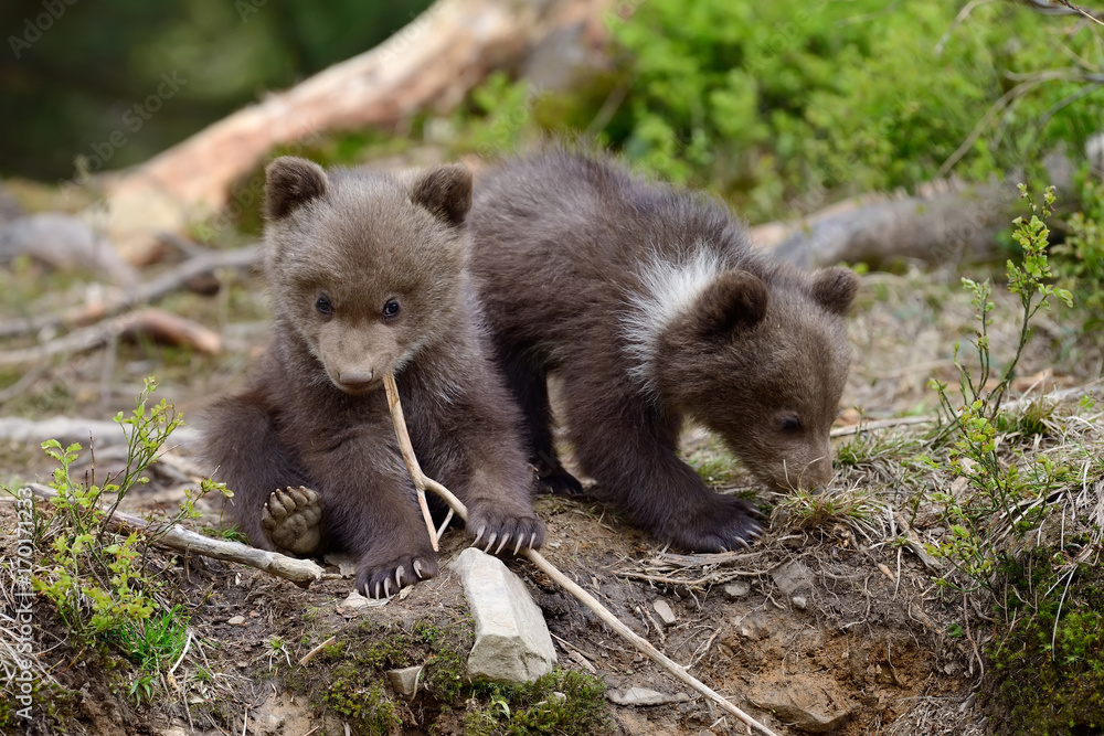 Young brown bear in the forest Young brown bear in the forest
