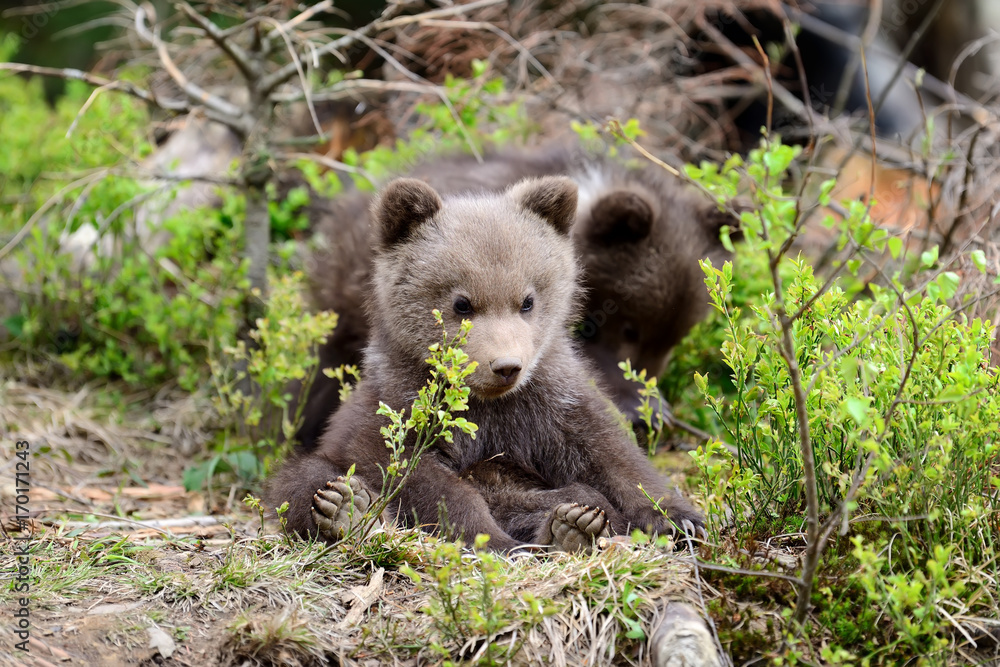 Young brown bear in the forest Young brown bear in the forest