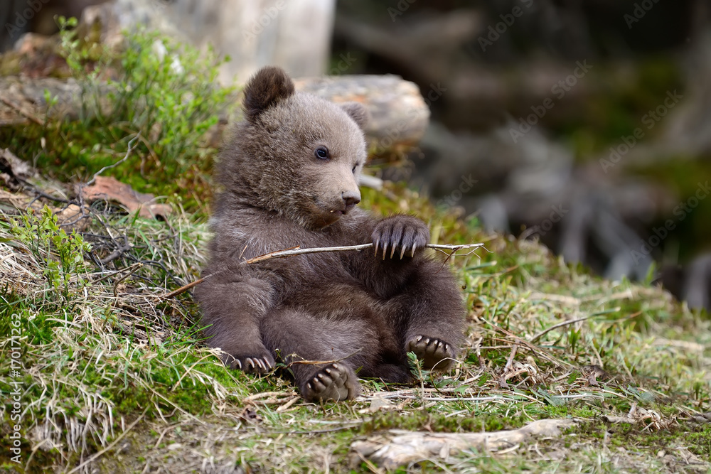 Fototapeta premium Young brown bear in the forest