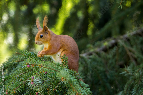 Eichhörnchen auf Tanne © Peter