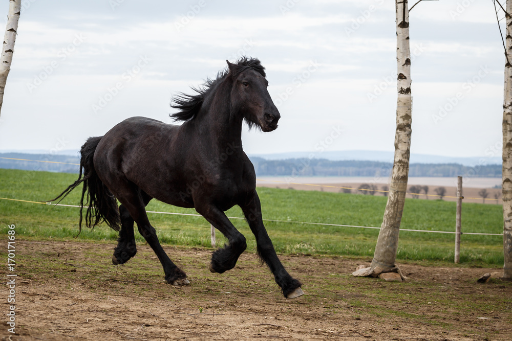 Fototapeta premium Friesian horse running