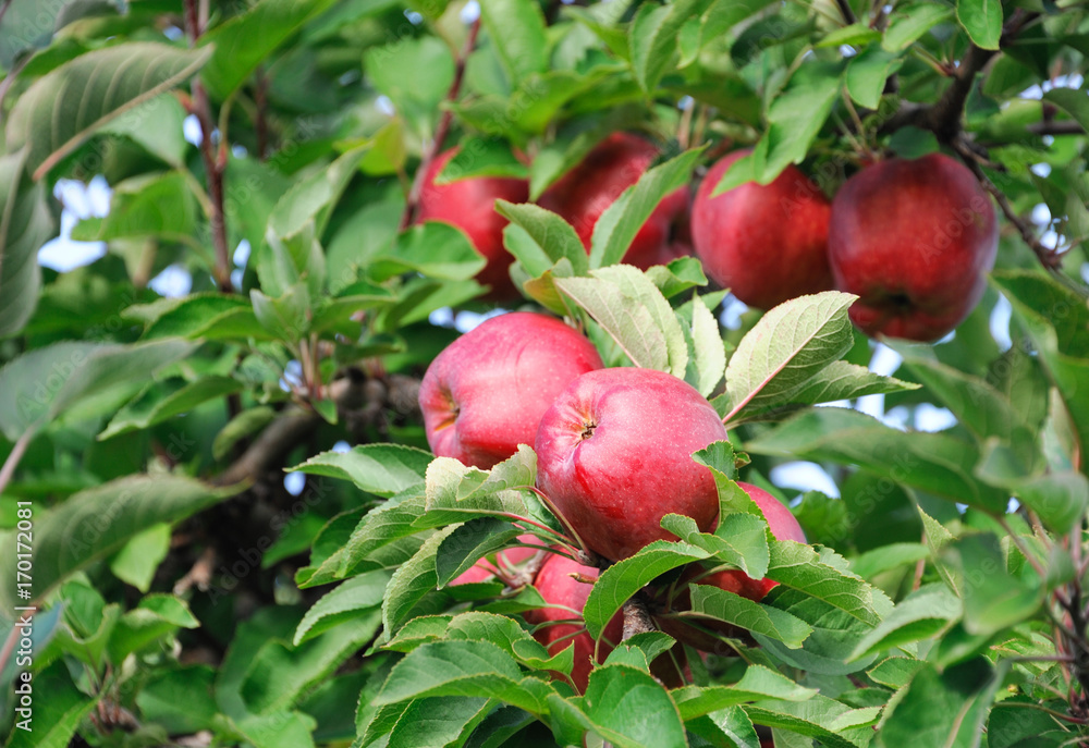 red apples on the tree in harvest season red apples on the tree in harvest season