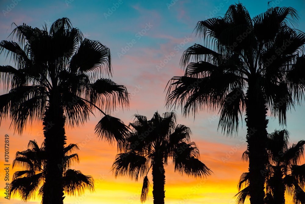 Palms silhouettes at sunset sky background