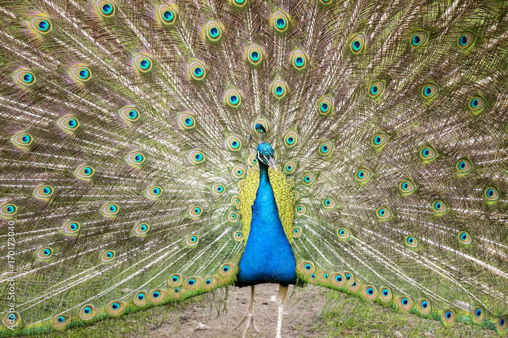 Obraz premium Peacock showing feathers