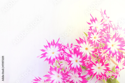 Small pink flowers over white wooden table with copy space