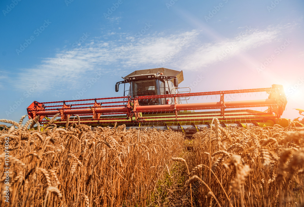 Fototapeta premium Combine harvester in action on wheat field. Process of gathering a ripe crop.