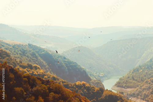 Birds flying in nature