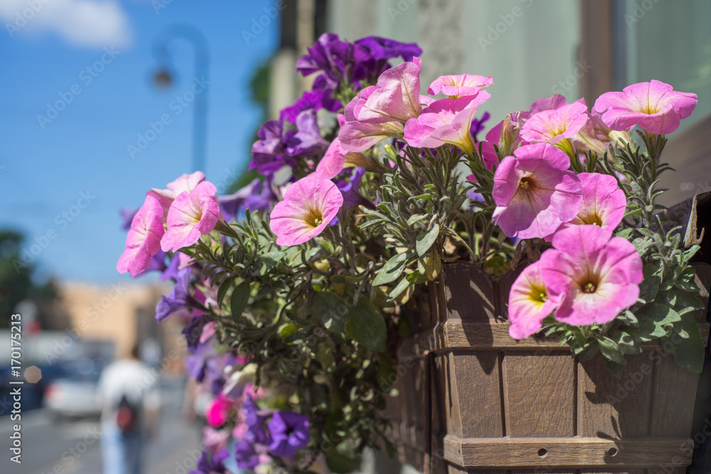 flower pot with purple flowers hang on the street.