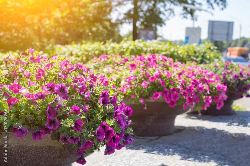 Fototapeta premium Many bright pink flowers of the surfium