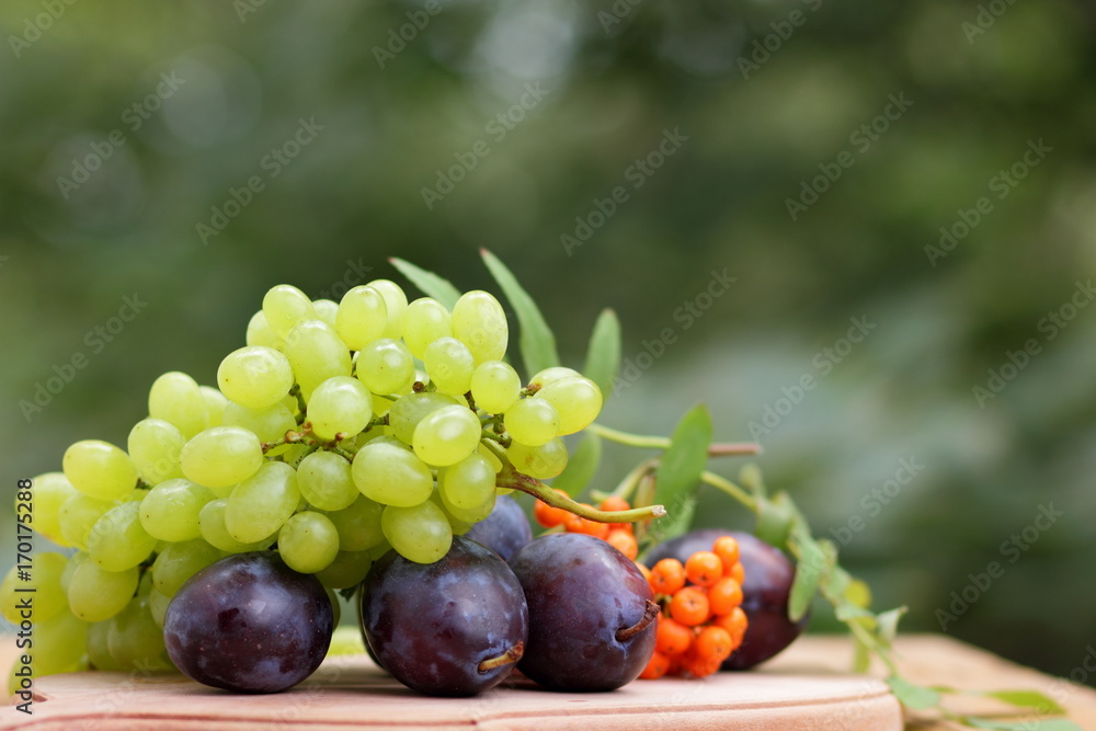 Grapes, rowan and purple plums on the window Grapes, rowan and purple plums on the window