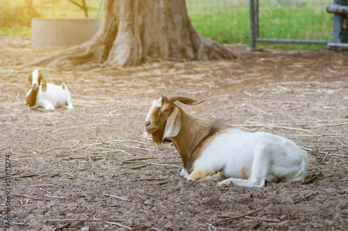 portrait of goat on a ground field with many goat in blurred background. selective focus. filtered image and light effect added