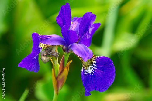 Fototapeta Naklejka Na Ścianę i Meble -  Ирис.