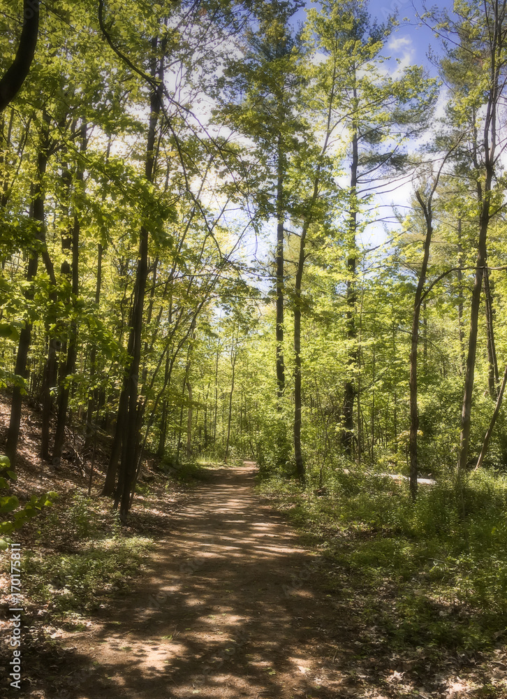 Hiking trail in Canada with dreamy focus effect Hiking trail in Canada with dreamy focus effect