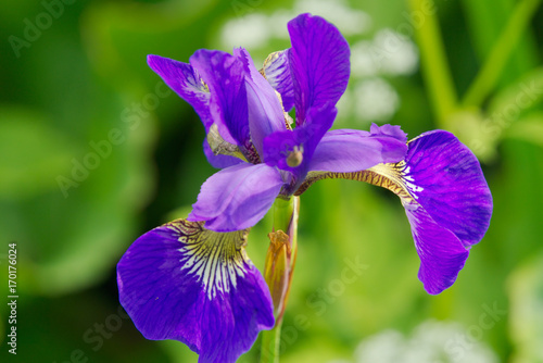 Fototapeta Naklejka Na Ścianę i Meble -  Ирис.