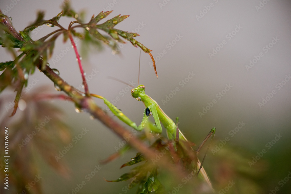 Mantide Religiosa Mantide Religiosa