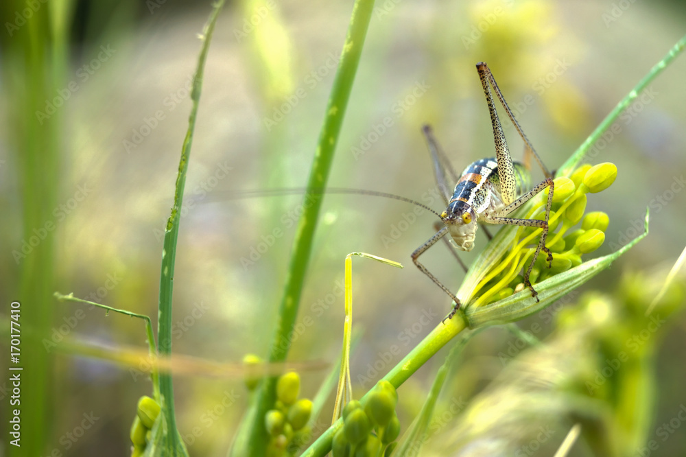 Fototapeta premium grasshopper in the grass
