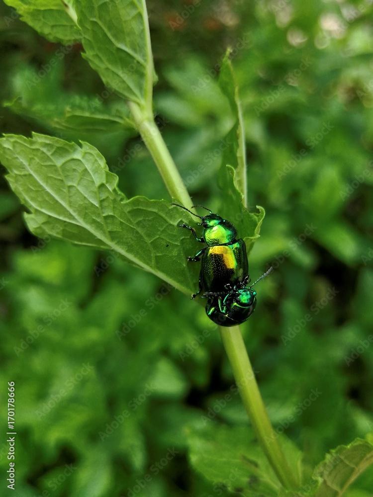 Mint Leaf Beetle - Chrysolina herbacea - Chrysomela menthastri Mint Leaf Beetle - Chrysolina herbacea - Chrysomela menthastri