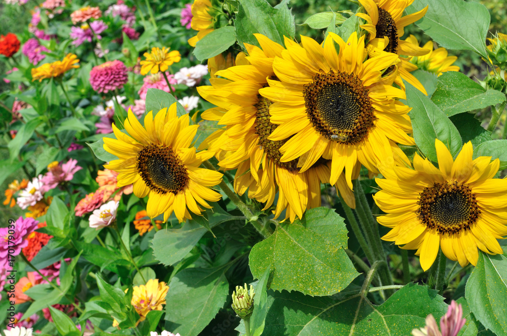 close-up of blooming sunflowers in the garden
close-up of blooming sunflowers in the garden