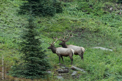 Two Bull  Elk